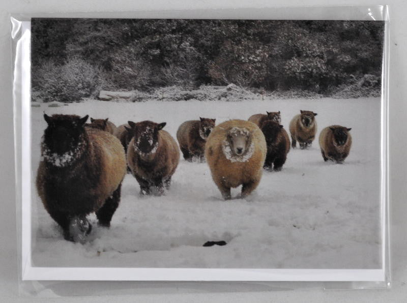 Single Sheep Greetings Card - 'Feeding Time'