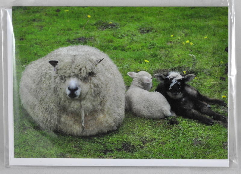 Single Sheep Greetings Card - 'Summer' with lambs