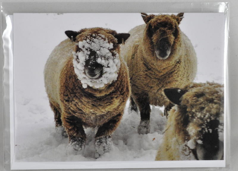 Single Sheep Greetings Card - 'Leah and Coffee'