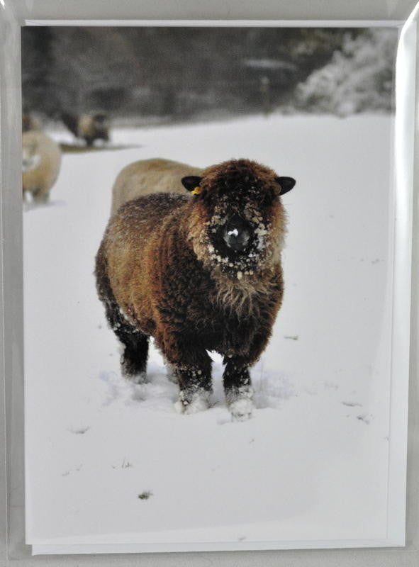 Single Sheep Greetings Card - 'Molly' (1)