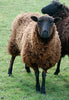 Raw Fleece from 'Eriskay': Shetland Shearling, Brown/Black, 100g