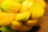 Hand Dyed Superwash English Wool with Nylon Blend Top for Spinning, - 'Lemons'