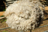 Raw Shetland Shearling Sheep Fleece from 'Megan', Grey Katmoget - Free UK Shipping!