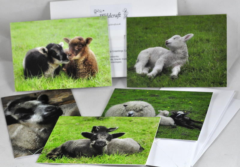 Note Card Set - Summer Sheep