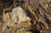 Washed Coloured Ryeland Sheep's Fleece from 'Truffle', 100g