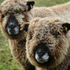 Homegrown Ryeland / Shetland Sliver - Natural Colours, 50g Twin Pack Grey and Cream