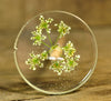 Botanical Top Whorl Resin Drop Spindle - Cow Parsley Blossom