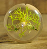 Resin Drop Spindle - Lichen